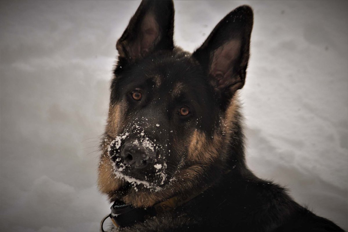 #Remingtontheshepherd tweet media