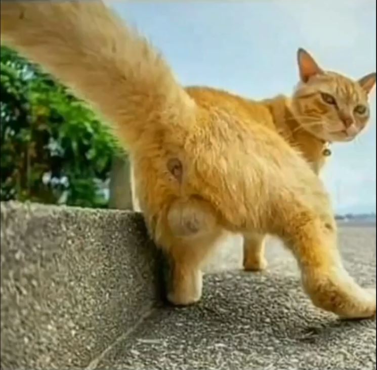 Кошачьей жопы
