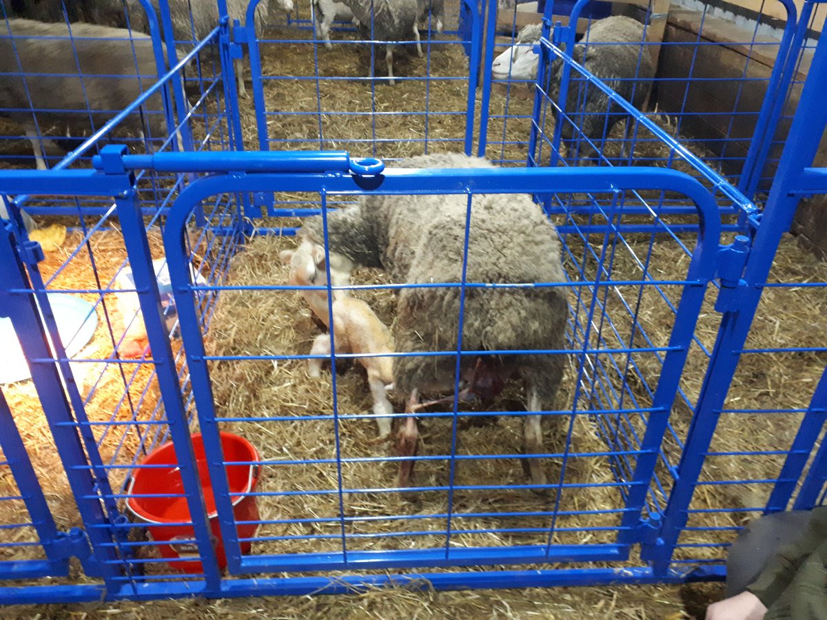 thefalse_earguy's tweet photo. Finally got the custom built lambing pens put up yesterday and tonight they are already using them!! #ontag #lamb2020 #Farm365 https://t.co/f7brco7rdj