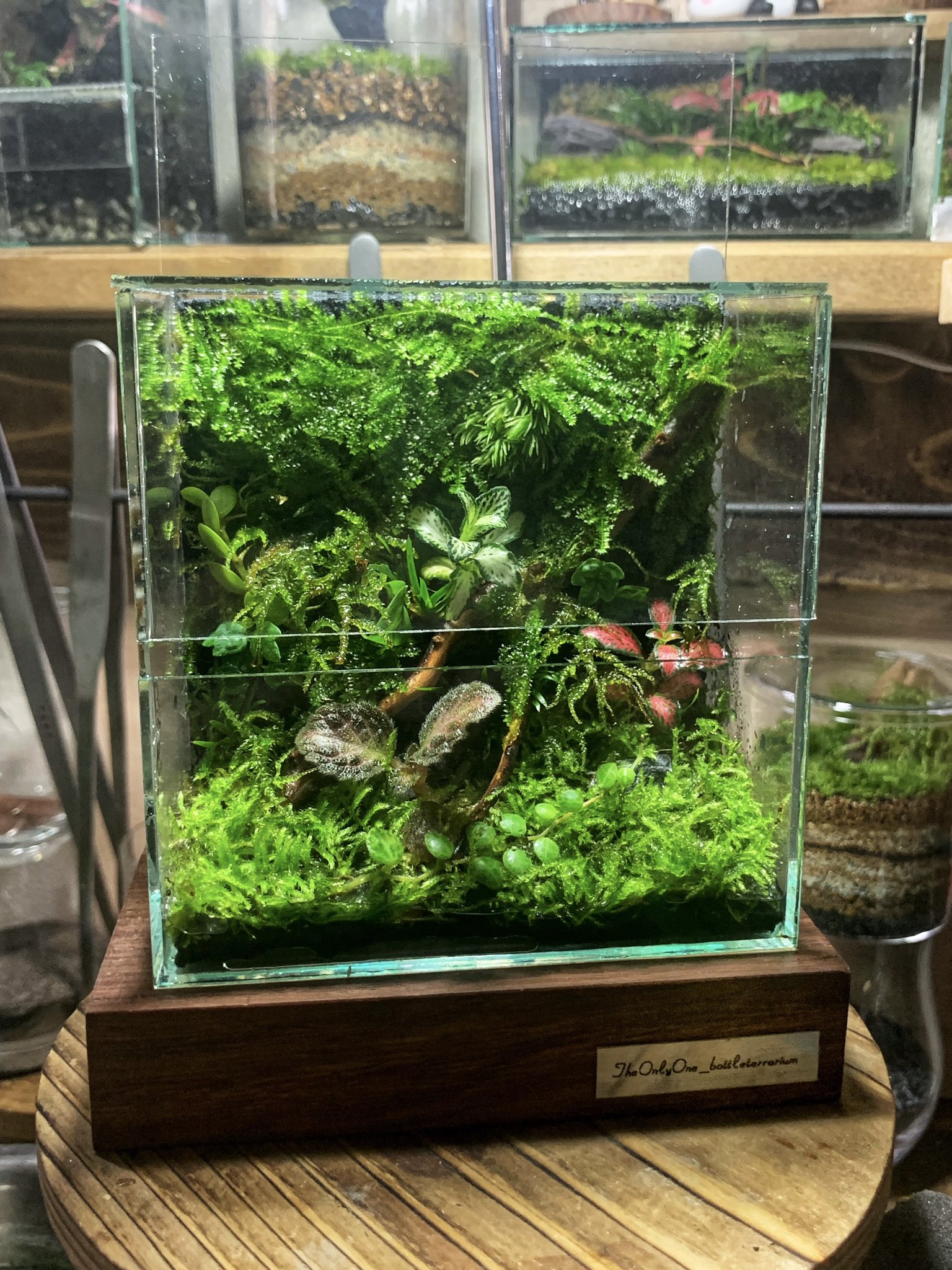 Theonlyone Bottleterrarium 先日配信で作ったオリジナル水槽のパルダリウム 土を全く使わずに活着君と植えれる君をベースにしております 苔 テラリウム パルダリウム 自作水槽