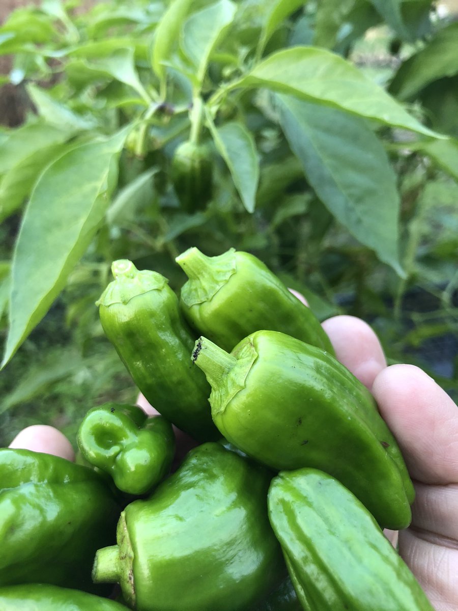 小さいまま収穫