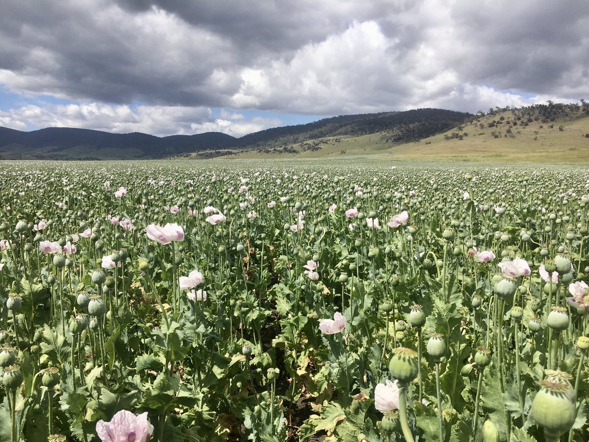 Dryland Poppy Crops coming home strongly in the Tas Midlands, “Benham” Avoca