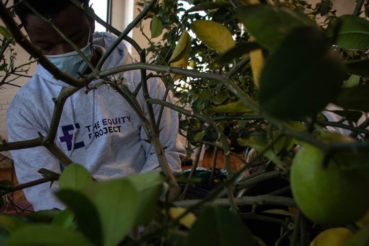 equityphilly's tweet photo. Thanks to our volunteers for helping us move in furniture and plant the lemon trees today! https://t.co/O3hqDROrhe
