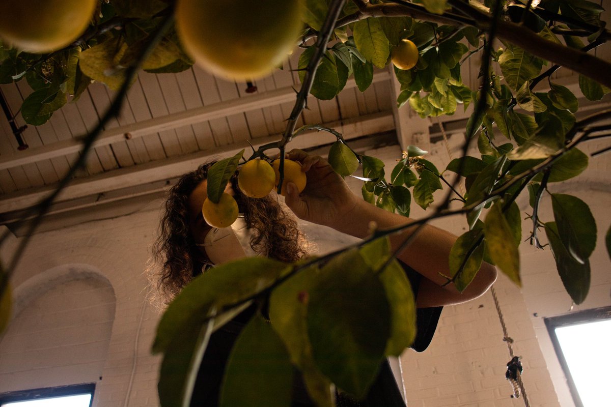 equityphilly's tweet photo. Thanks to our volunteers for helping us move in furniture and plant the lemon trees today! https://t.co/O3hqDROrhe