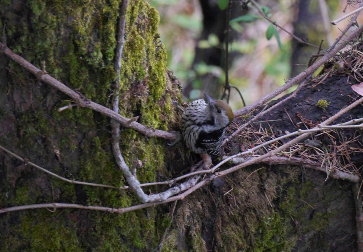 heart_podcast's tweet photo. Spotted after a hail storm hammering away like it was just another day. #Resilient_bird #NaturePhotography #wildlife #birds #brownfrontedwoodpecker #biodiversity #conservation #heartofconservation #birdsoflandour #India #birdingincovid19time #Uttarakhand #ClimateAction #hailstorm https://t.co/8rNghK99do