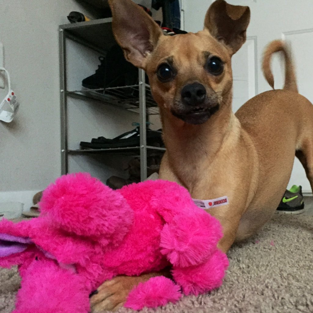 HeatherMonahan_'s tweet photo. Yesterday marked three years since I brought #ChanceThePupper home π https://t.co/lNcopk5fqB