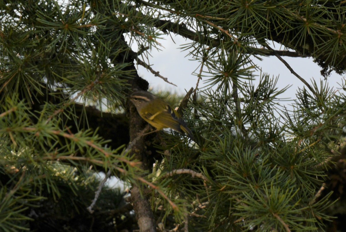 heart_podcast's tweet photo. Leaf warblers are so hard to catch on camera. ππ¦#camouflouge #NaturePhotography #birds #warblers #birdsoflandour #Uttarakhand #birdsofindia #ashythroatedleafwarbler #wildlife #podcast #heartofconservation #biodiversity #indianbirds #Himalaya https://t.co/sBYNeGj90C