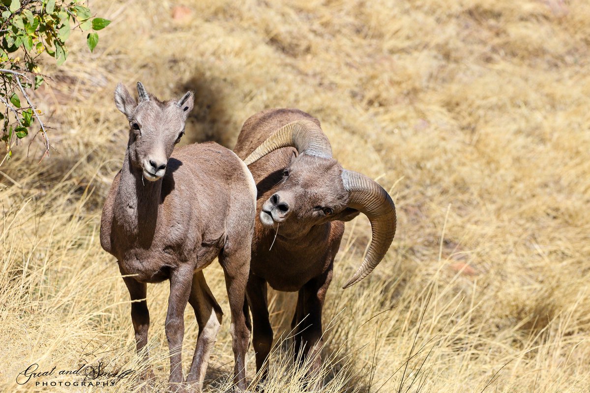 Great_SmallFoto's tweet photo. Rocky Mountain Bighorn Sheep.
.
#bighornsheep #bighorn #watertoncanyon #wildlifephotography #wildlife #coloradowildlife #colorado #canonusa #canon #nature #naturephotography #intelligentdesign #rockymountains #wildlifepictures #wildlifeofcolorado #naturephotography #photooftheday https://t.co/rBrpoVYnU9