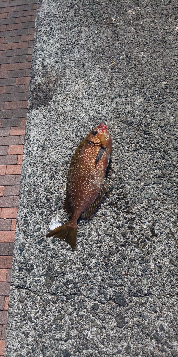 誰か教えて下さい！
西伊豆で釣りしてるのですが、これは何でしょう？