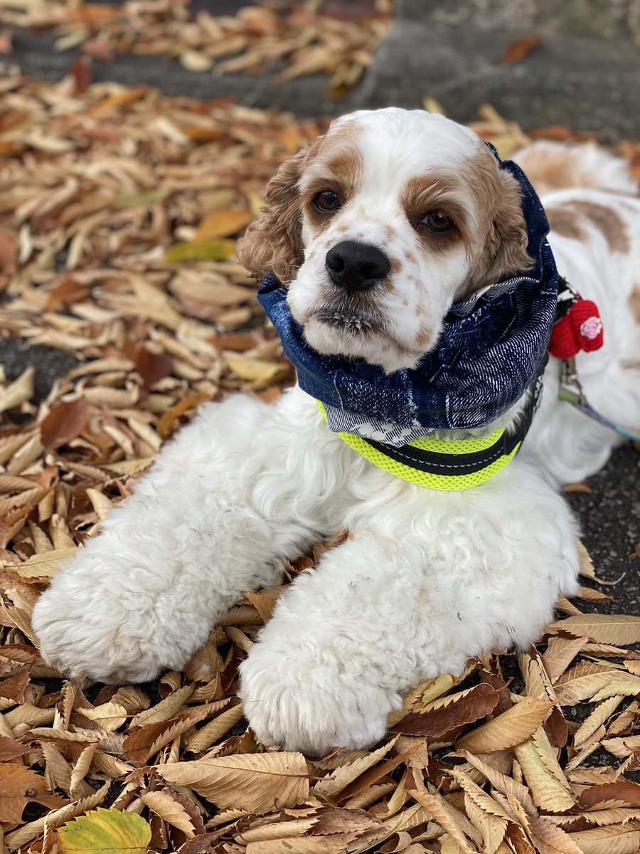 犬用ハンドメイドcocamoco店 紅葉がきれいです 引っ越しでバタバタしてましたが 少し落ち着きました ロビンも少しずつ慣れたらいいな 今はまだちょっと寝不足気味です笑笑 愛犬 愛犬ロビン いぬとの暮らし