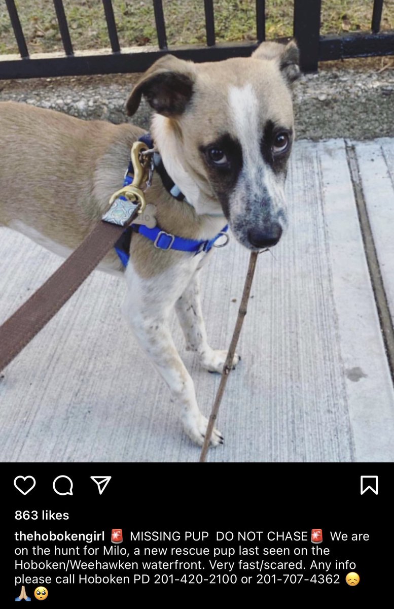 Ky1eLong's tweet photo. My friends dog is missing in Hoboken. It’s a rescue and slipped its harness. If you have any information see the # at the bottom of the picture I posted https://t.co/anYb6c27tE