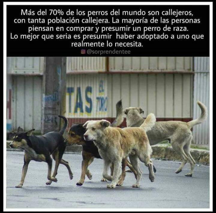 munaype's tweet photo. #Esteriliza #Concientiza https://t.co/NurrEd5CKM