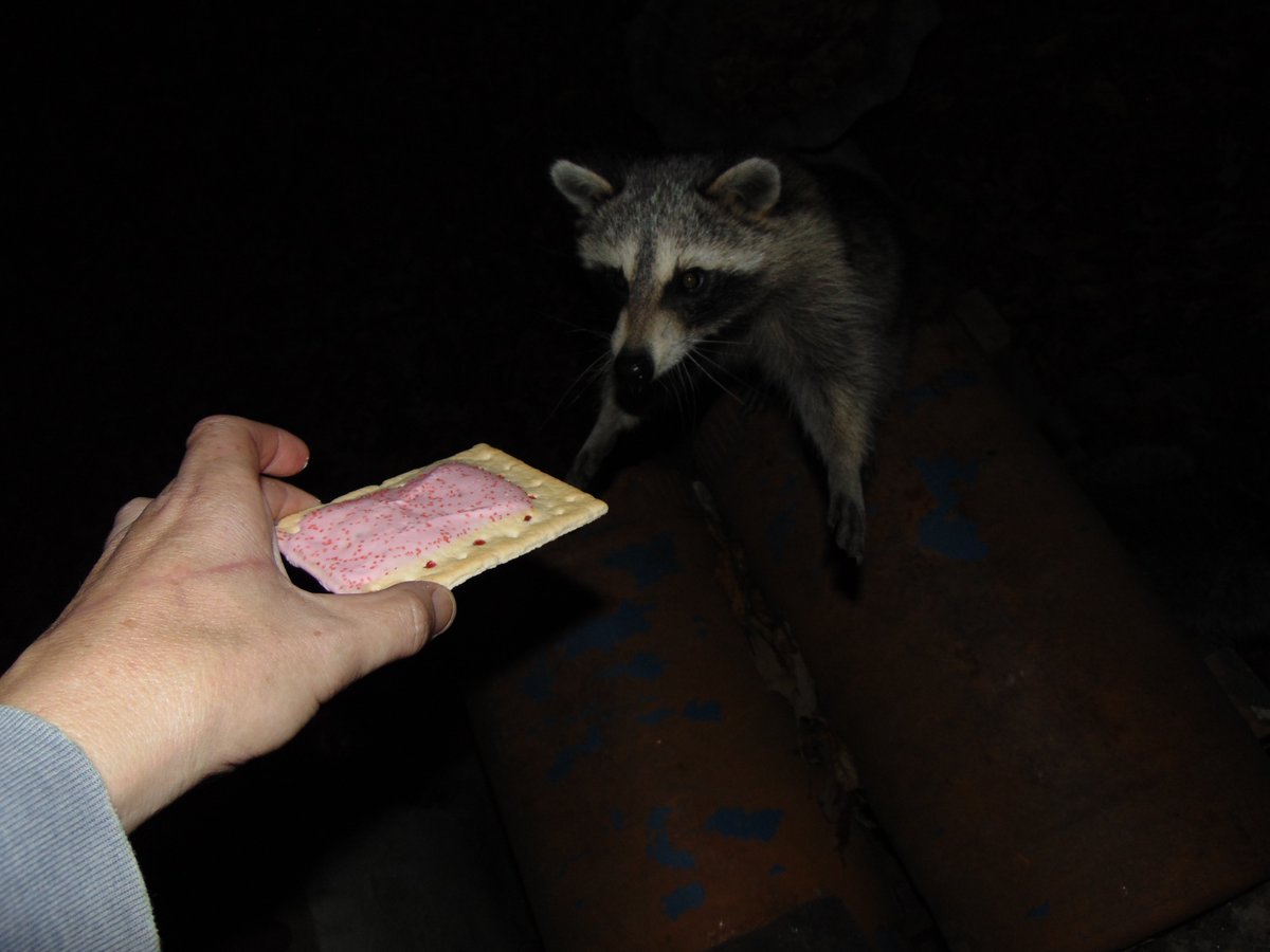Kitty, eat your pop-tart.