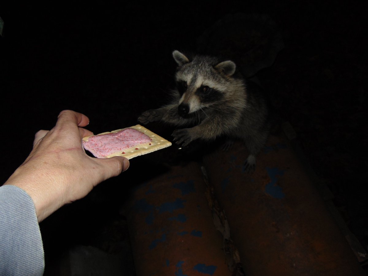 Kitty, eat your pop-tart.