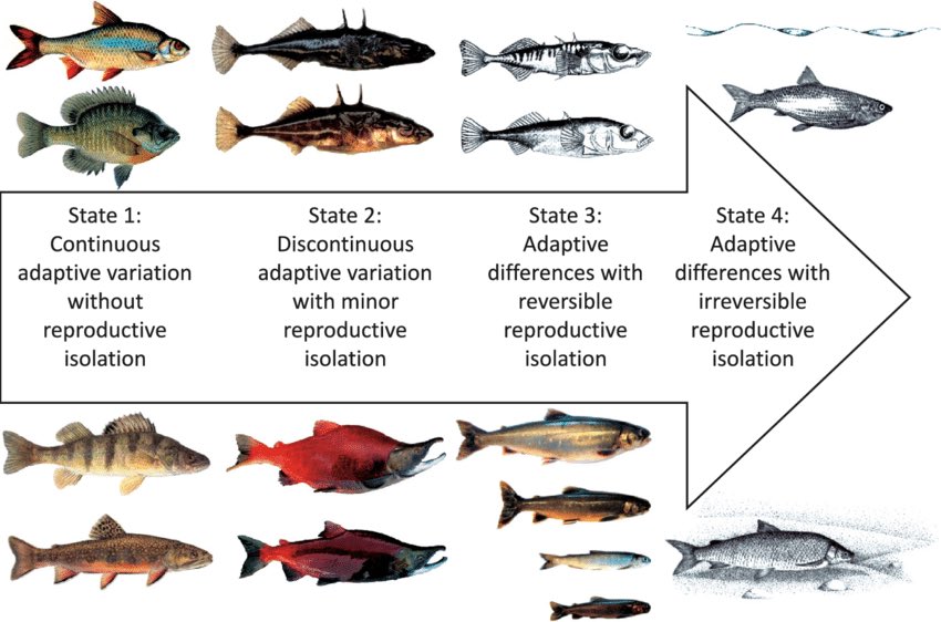 AlixLeslie1's tweet photo. Ecological speciation: when divergent natural selection is the driving force behind speciation, based on different habitats ⁦@OxyEvo⁩ https://t.co/F2avIHFQFe
