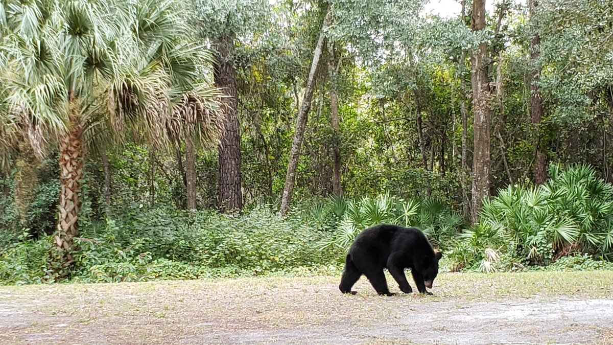 Dr_M_Tejani's tweet photo. @tmprowell @pedsmd2b In our backyard in #Florida ! Gentle giant #WindowsForJoy https://t.co/eTfnvLbuYU