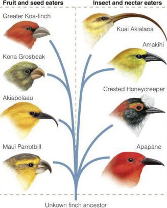 AlixLeslie1's tweet photo. Each species has a beak specialized to take advantage of certain types of food resource ⁦@OxyEvo⁩ https://t.co/66bvTpdAFT