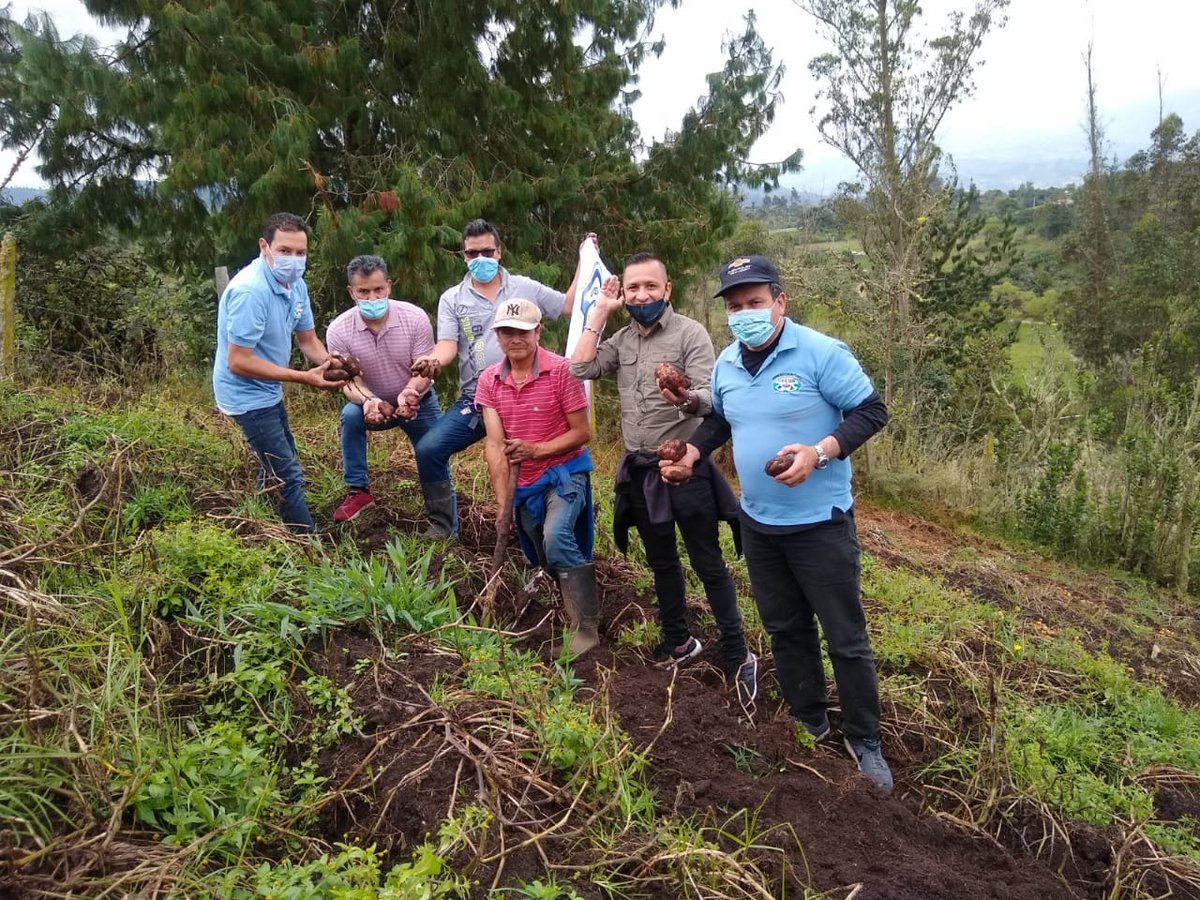 _jhonrb20's tweet photo. Los sindicatos estamos para apoyar nuestro agro colombiano
UTEDINAL es buena papa viaja a Ramiriquí y compra directamente al productor su cosecha y se entrega en nuestra sede.

@CastillaSenador
@AlexLopezMaya
@MinAgricultura
#UtedinalEsBuenaPapa https://t.co/eaSa2OQE38
