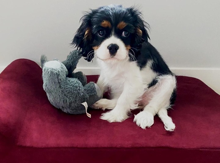 bigbarkerusa's tweet photo. "You guys are fantastic! Thank you for being such a great company! Both of our dogs love their Big Barker beds!" 😊
#charlesspaniel #babybarker #cavalierkingcharlesspanielpuppy #cavalierkingdom #cavalierkingcharlespuppy #cavalierkingcharlesspanielof… https://t.co/Xz5BEOjhQx https://t.co/oyxW5yoaks