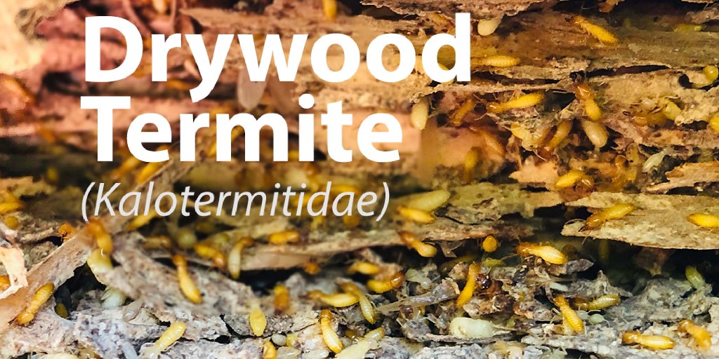 IpestM's tweet photo. Drywood termites are the second most dangerous termites and significantly harder to kill. They are not from the dirt like underground termites. 

#ipest #pest #exterminator #pestcontrol #bugs  #termites https://t.co/WuVNpOYYv2