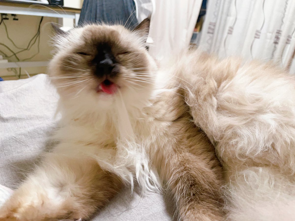 花生芝麻糊auf Twitter 做自己的舔狗 咦不对我是猫