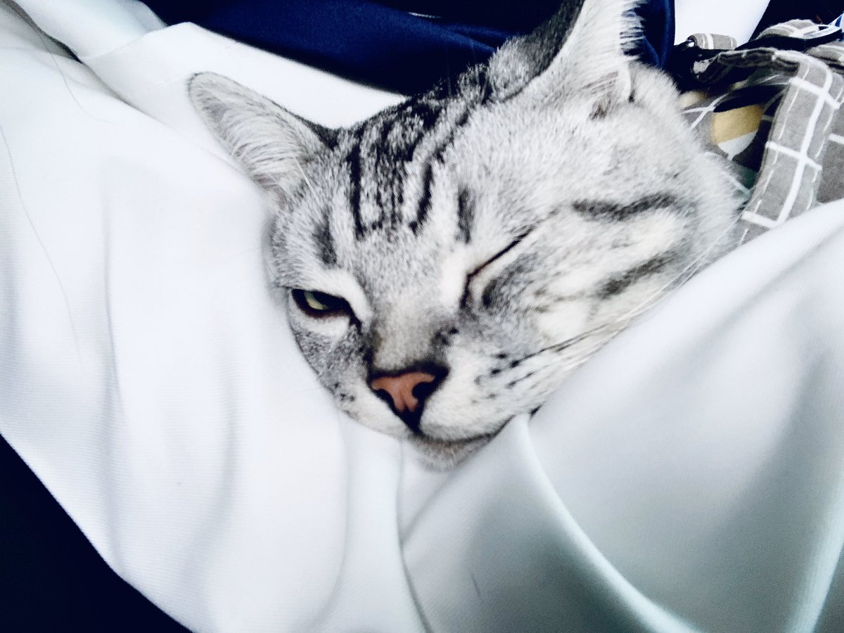 Findom_s_mu's tweet photo. 猫儿子 https://t.co/eNMowClIVi