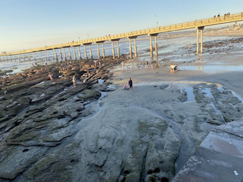 About the tide at the pier: With an extended view. One morning, a few weeks ago, a huge school of yellowfin croaker showed up in the circle. I was surfing and I finally asked a man on the pier what everyone was looking at. He said “There’s a storm of fish under you.”