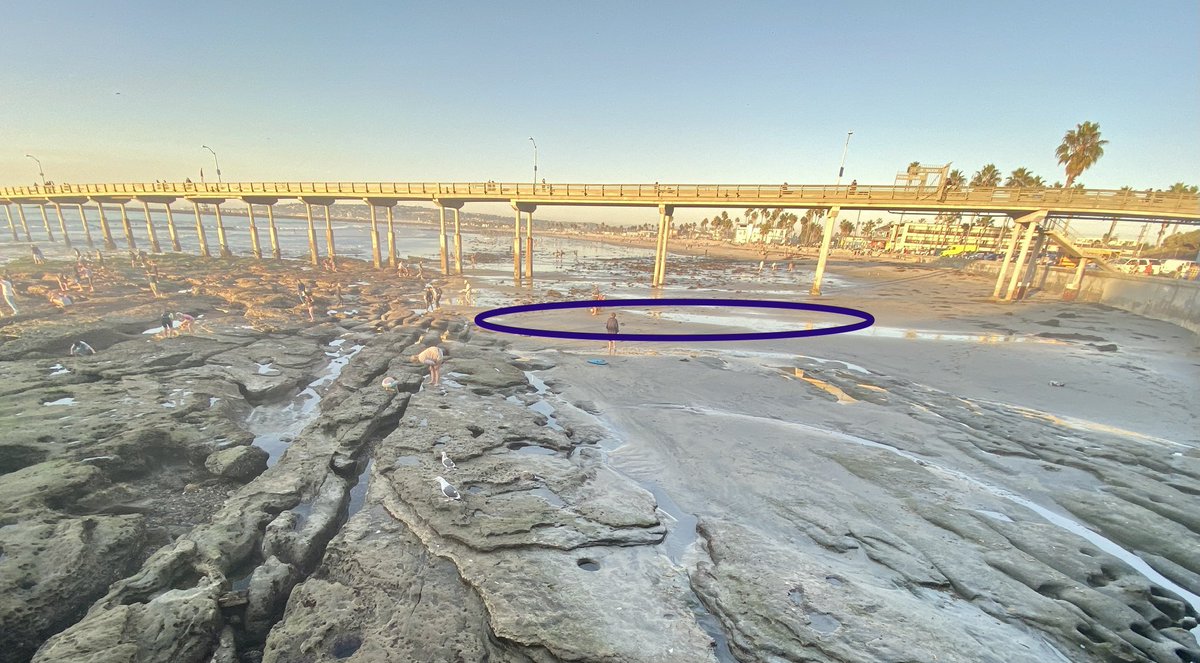 About the tide at the pier: With an extended view. One morning, a few weeks ago, a huge school of yellowfin croaker showed up in the circle. I was surfing and I finally asked a man on the pier what everyone was looking at. He said “There’s a storm of fish under you.”