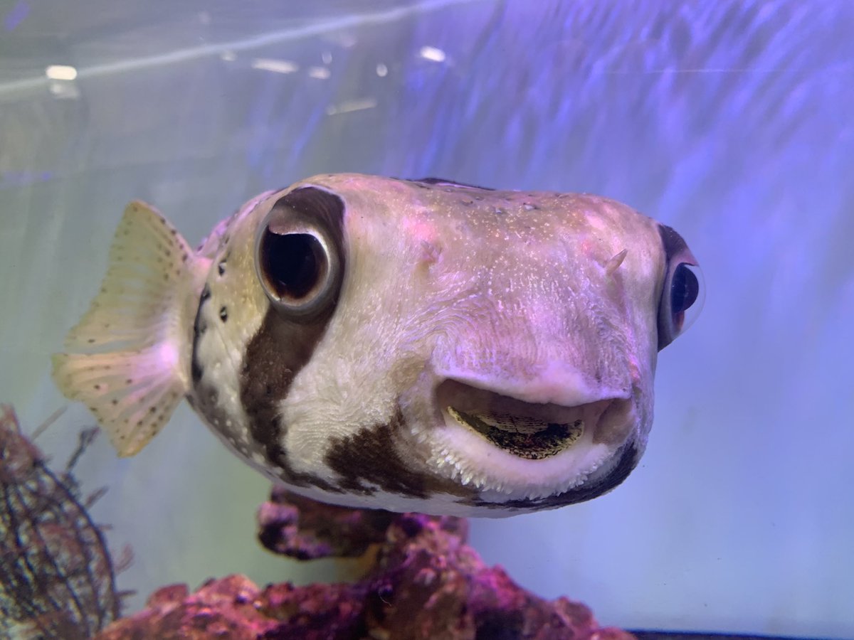 ট ইট র 八木厚昌 インター店1fアクア海水魚コーナーにでっかい可愛いコちゃん E ヒトヅラハリセンボンですって ট ইট র 八木厚昌 インター店1fアクア海水魚コーナーにでっかい可愛いコちゃん E ヒトヅラハリセンボンですって