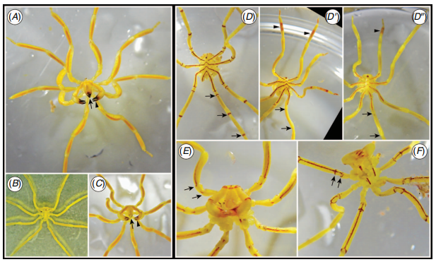 Sea_Spiders's tweet photo. More insights and more news species of Tasmanian sea spiders... so much to learn about these yellow guys... https://t.co/wzQnhQvQlC https://t.co/UILMNVCgTP