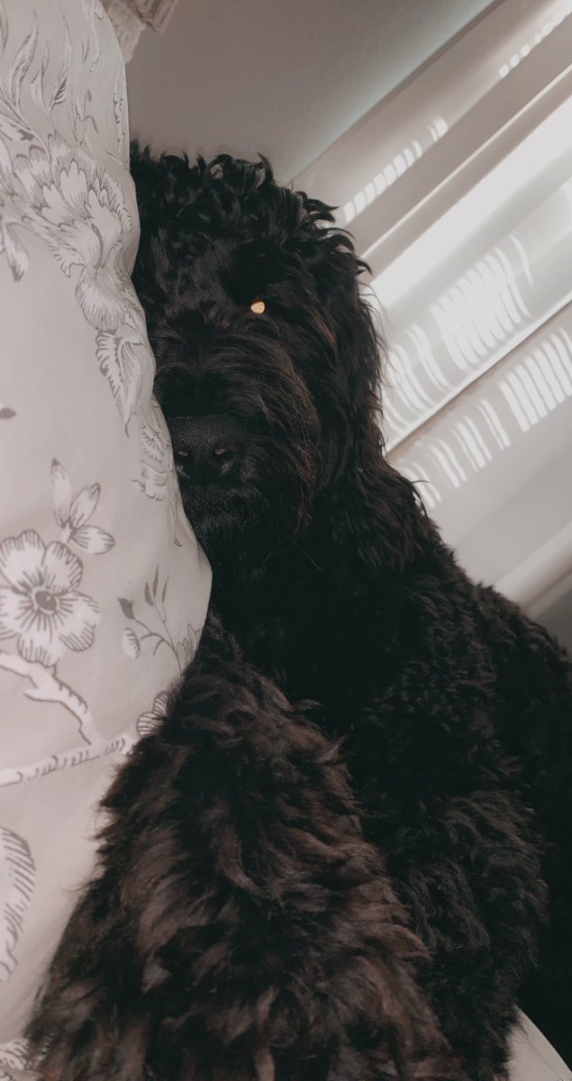 dent_peyton's tweet photo. Are you over-the-top obsessed with your dog/pet as much as I am or are you weird?? https://t.co/WT2S189j3V