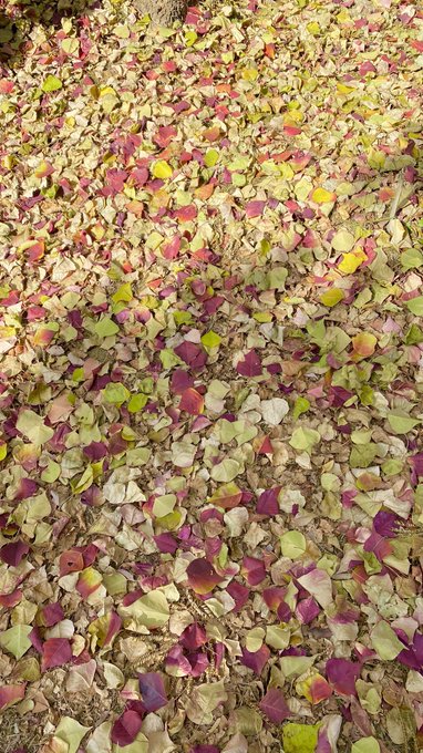 落ち葉のtwitterイラスト検索結果