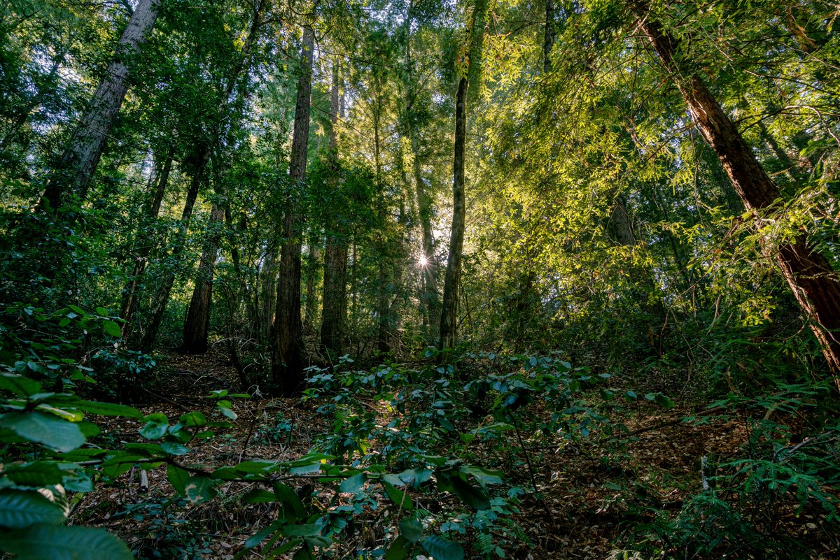 DBPhotoz's tweet photo. took this one over the weekend! #forest #nature #naturephotography #photography #trees #landscape #tree #hiking #naturelovers #travel #green #mountains #love #photooftheday #forestphotography #adventure #woods #outdoors #wildlife #light  #naturelover #beautiful https://t.co/yaxfQT8roC