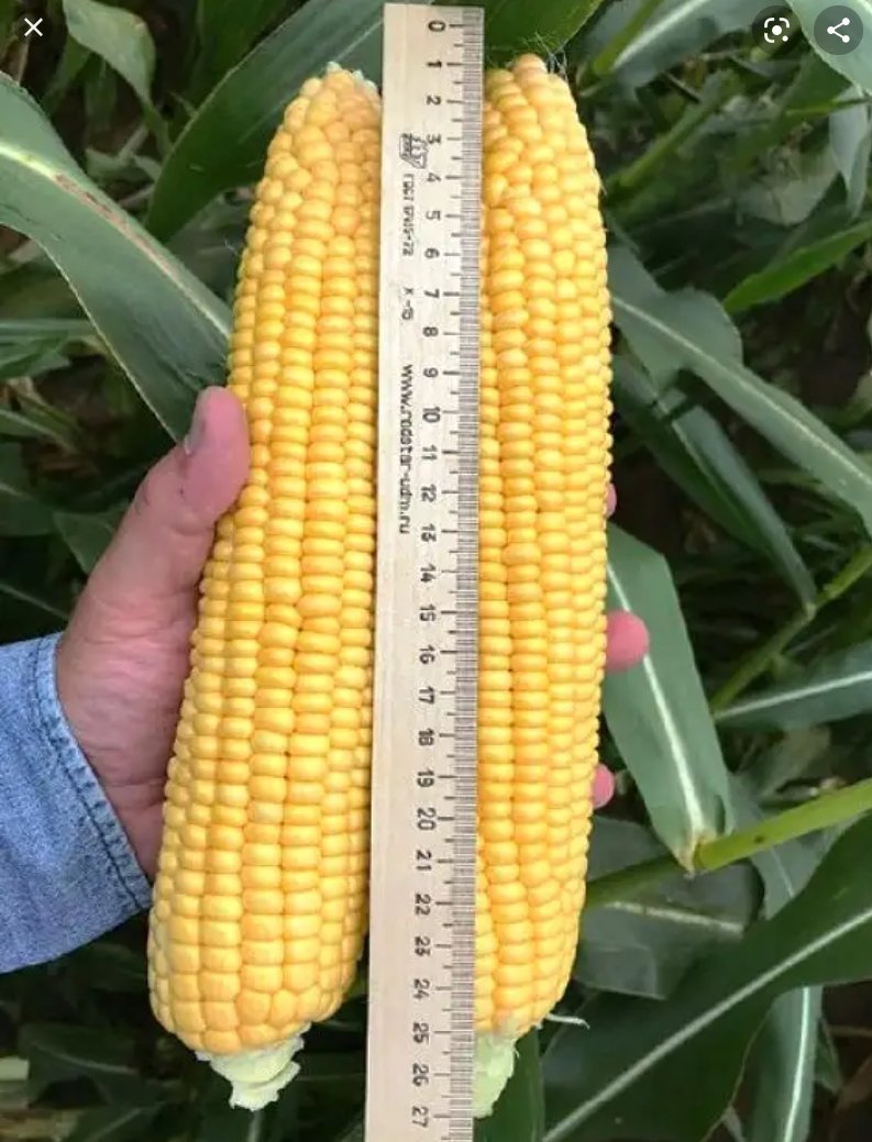 кукуруза сушеная. конвейнерная сушилка для кукурузы в початках. сколько початков. сорт кукуруз grain raina 958. сорта и гибриды кукурузы.