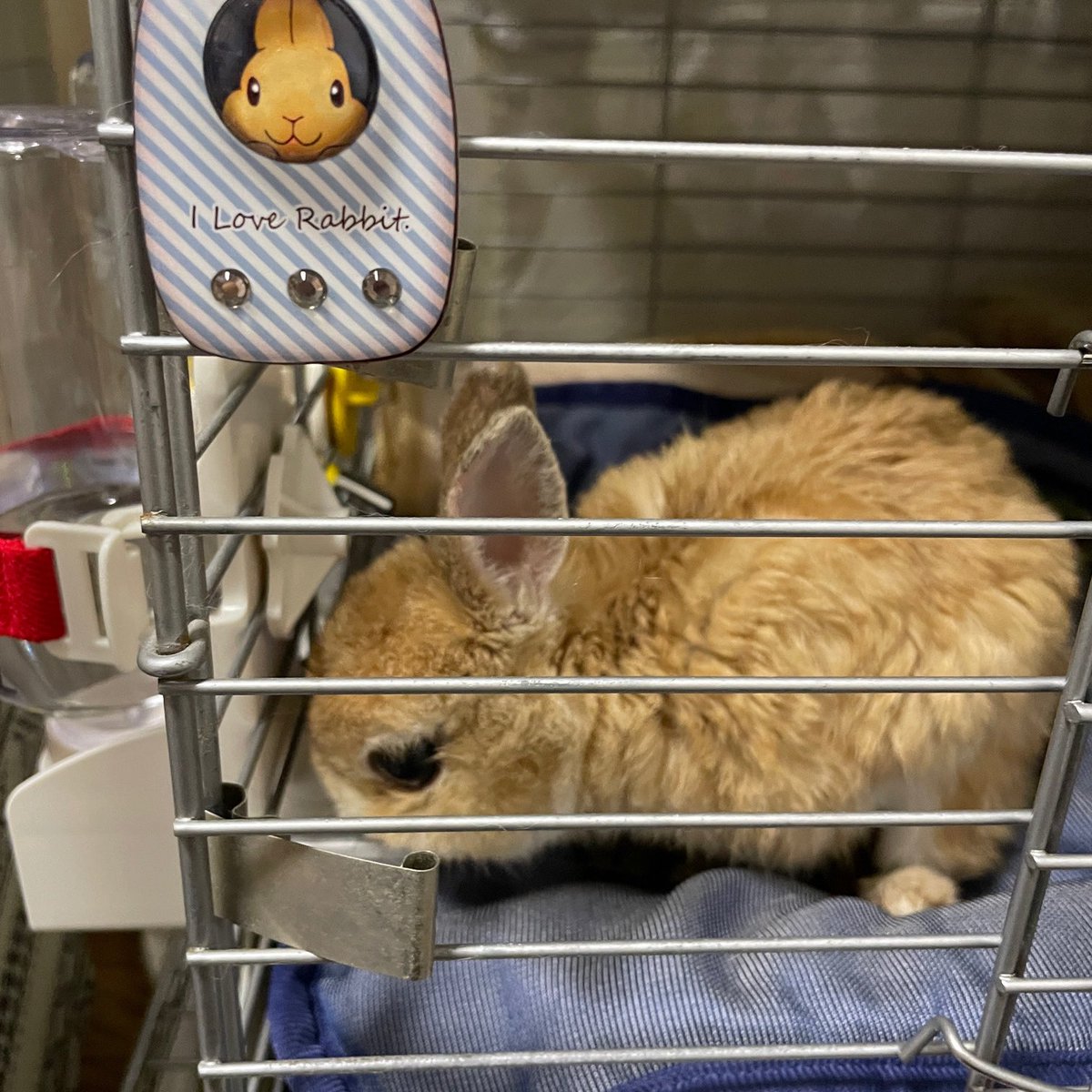 Rabbitake らびったけ Twitterissa うちも早速お皿で飲めるタイプの給水器の ディッシュドリンカー Sanko を導入しました これでケージ内で水をこぼさなくなるようになるかな うさぎ ネザーランドドワーフ オレンジ 14歳 T Co Sfyqwnnwqo