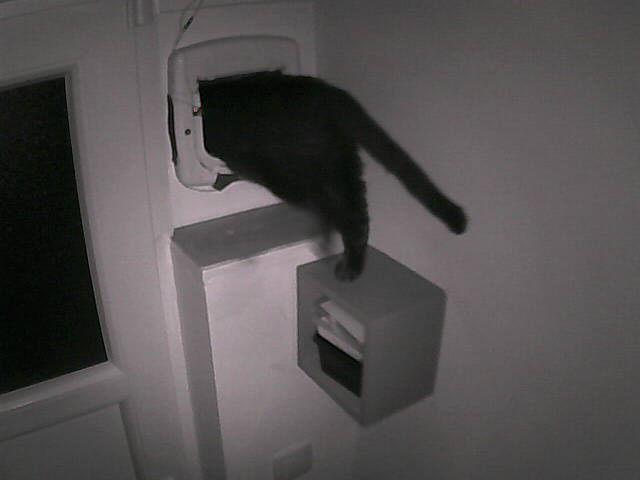 PepitoTheCat's tweet photo. Pépito is out (04:20:55) https://t.co/d25o2e6q00