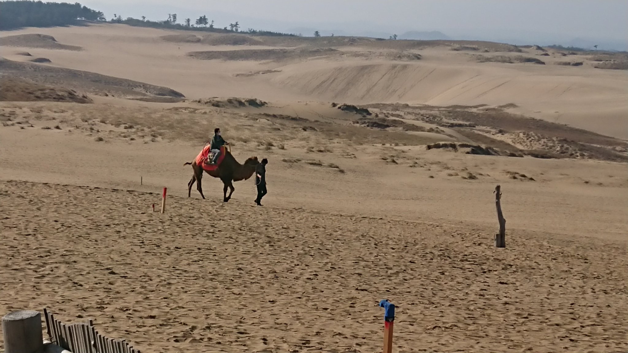 たけちゃん 鳥取砂丘 めっちゃラクダ T Co Qlcr2biigk Twitter