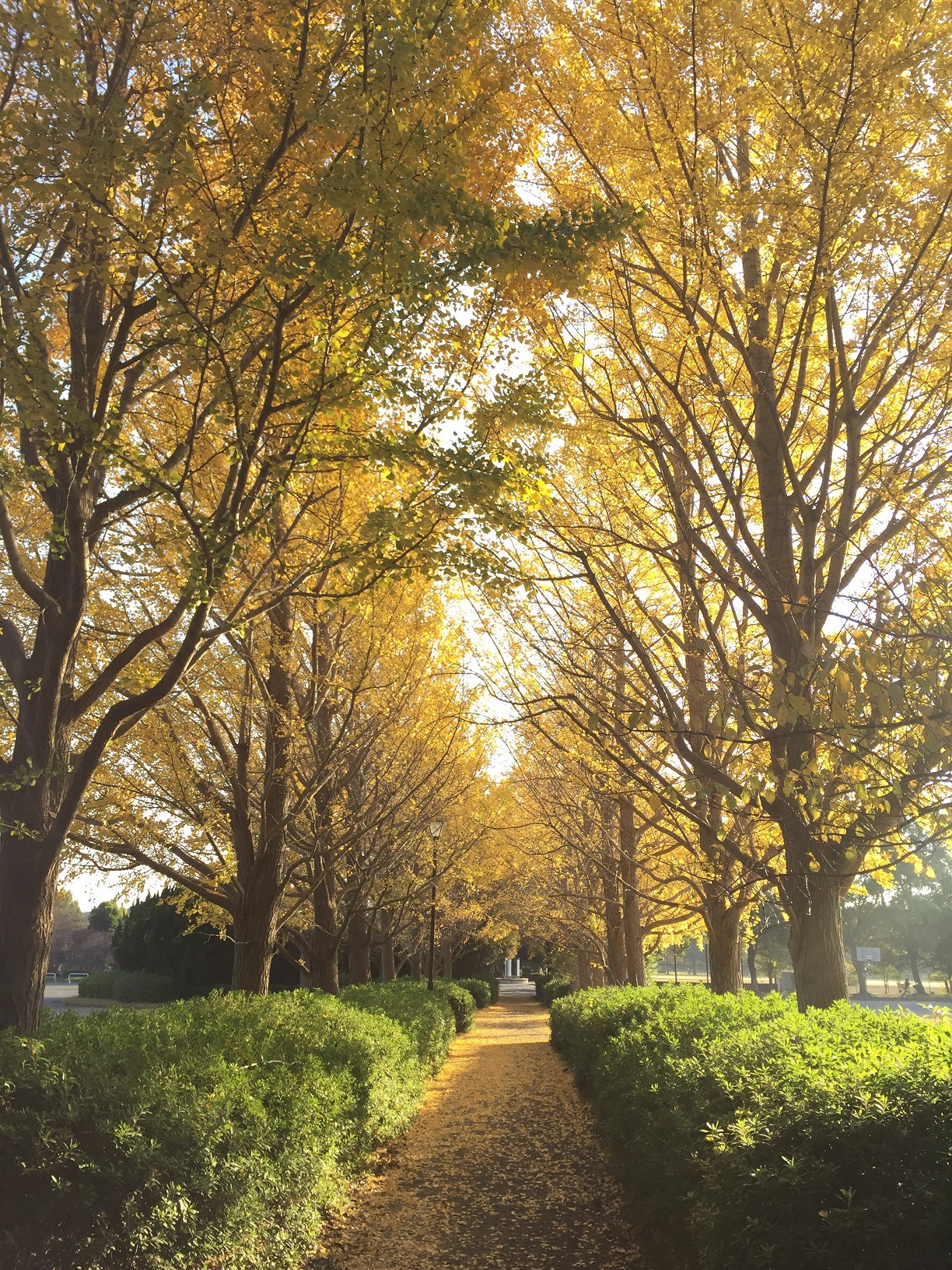 さいたま市大宮区役所 Twitterissa 今週平日 予報では天気が良い日が続き 気温も度前後となるようです 今朝 大宮第二公園へ取材に行きましたが イチョウがきれいに色づいていました 皆さん この場所が公園内のどこにあるかわかりますか ウォーキングやお