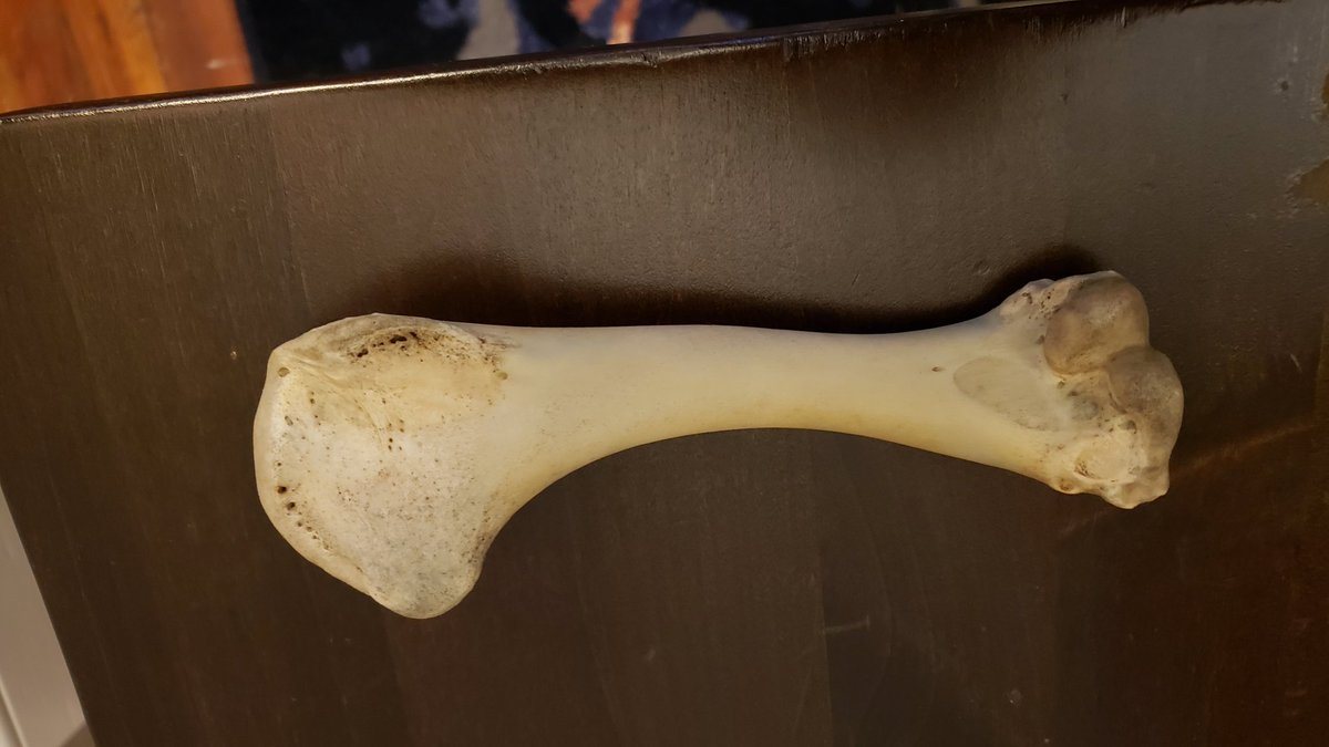 markbolanowski's tweet image. Anyone out there know what this is?