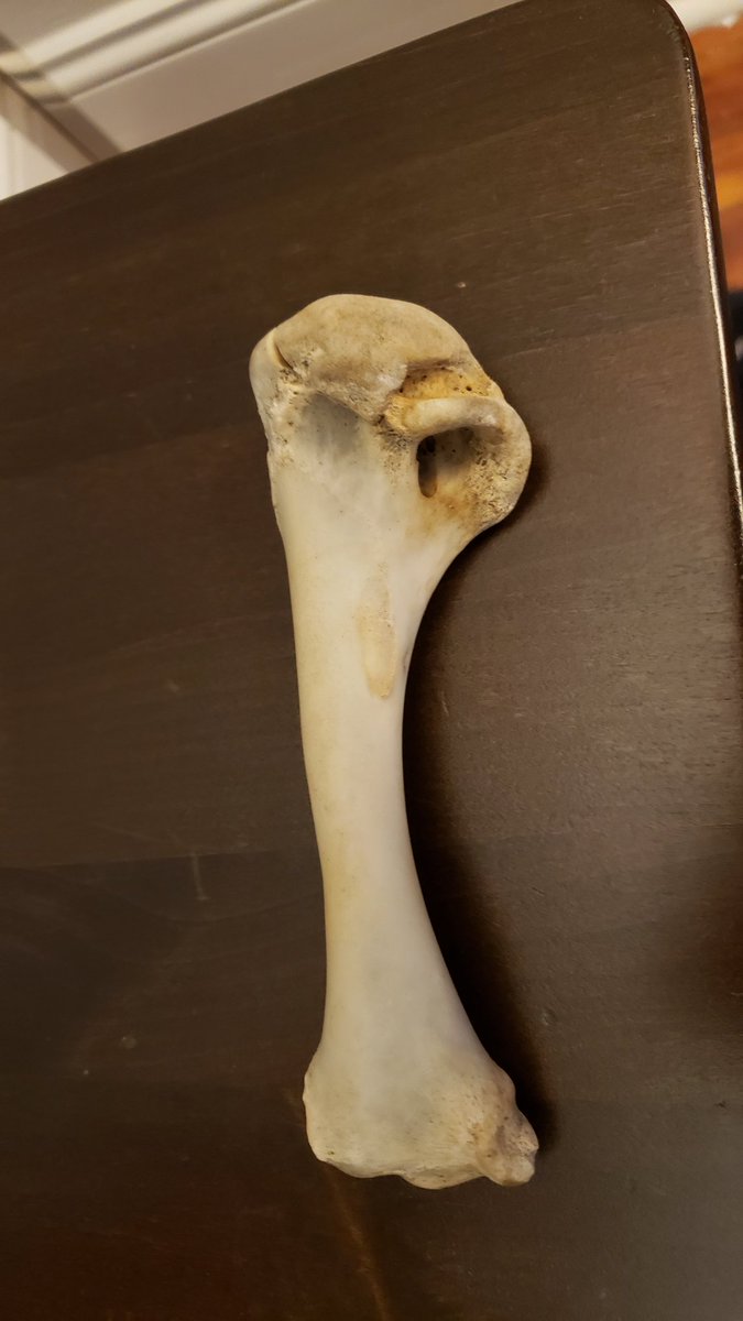 markbolanowski's tweet image. Anyone out there know what this is?