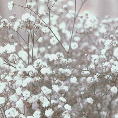 strawmerica's tweet photo. ㅤㅤ
     🌼 :  there ıs no 𝐛𝐞𝐚𝐮𝐭𝐲 wıthout some 𝑠𝑡𝑟𝑎𝑛𝑔𝑒𝑛𝑒𝑠𝑠 https://t.co/raELCHqtMy
