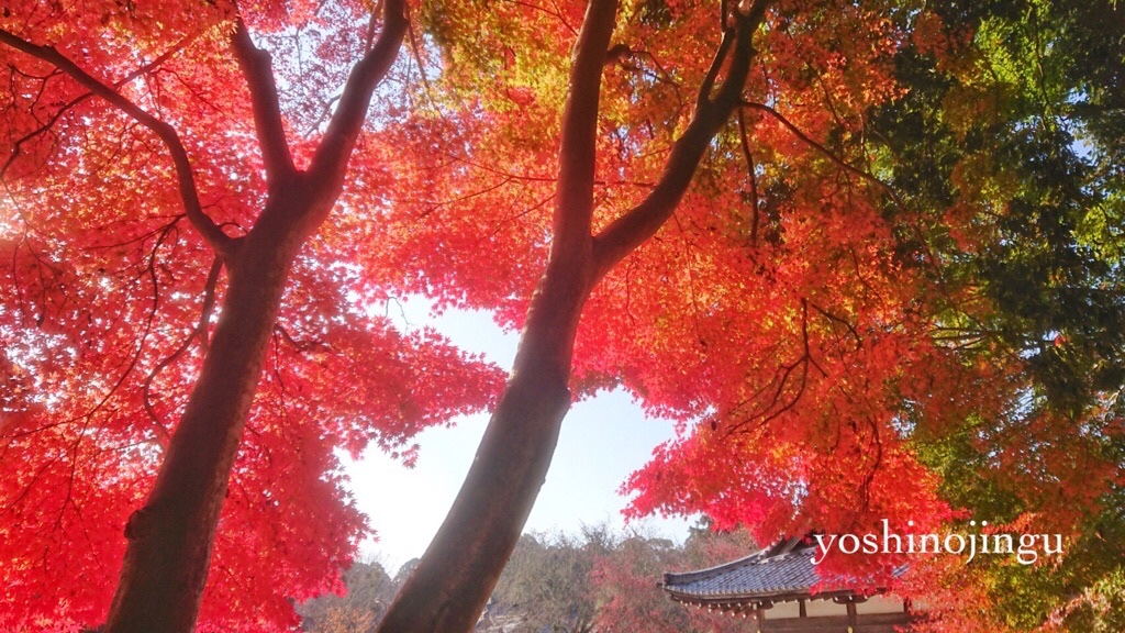 yoshinojingu's tweet photo. 参集殿周辺のもみじです🍁

#吉野神宮 #紅葉 https://t.co/Eg0ikRmfdk
