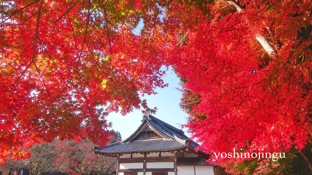 yoshinojingu's tweet photo. 参集殿周辺のもみじです🍁

#吉野神宮 #紅葉 https://t.co/Eg0ikRmfdk