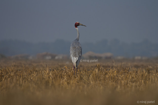 np_photographer's tweet photo. Sarus Crane https://t.co/YkLfR7uL9p Pariej Wetland #saruscrane #cranebird #largeflyingbird #birdsofgujarat #pariejwetland #birdwatching #birding #birdphotography https://t.co/NIW92hrHnt