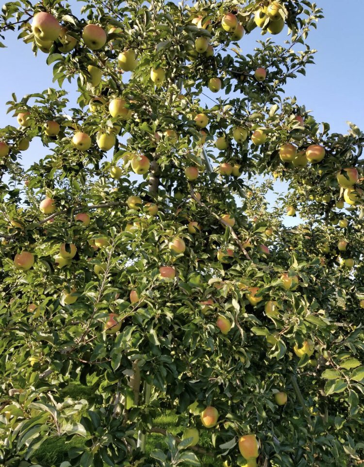 数多くのコメントの返信間に合わずですが全部読ませて頂いてます！ありがとうございます！ちなみに先述した収穫時期に合わせて〜のくだりなんですけど、品種によって8月上旬から11下旬までとバラついてますので、気になると思った品種の時期を調べると尚良しかと思います！(写真はぐんま名月)