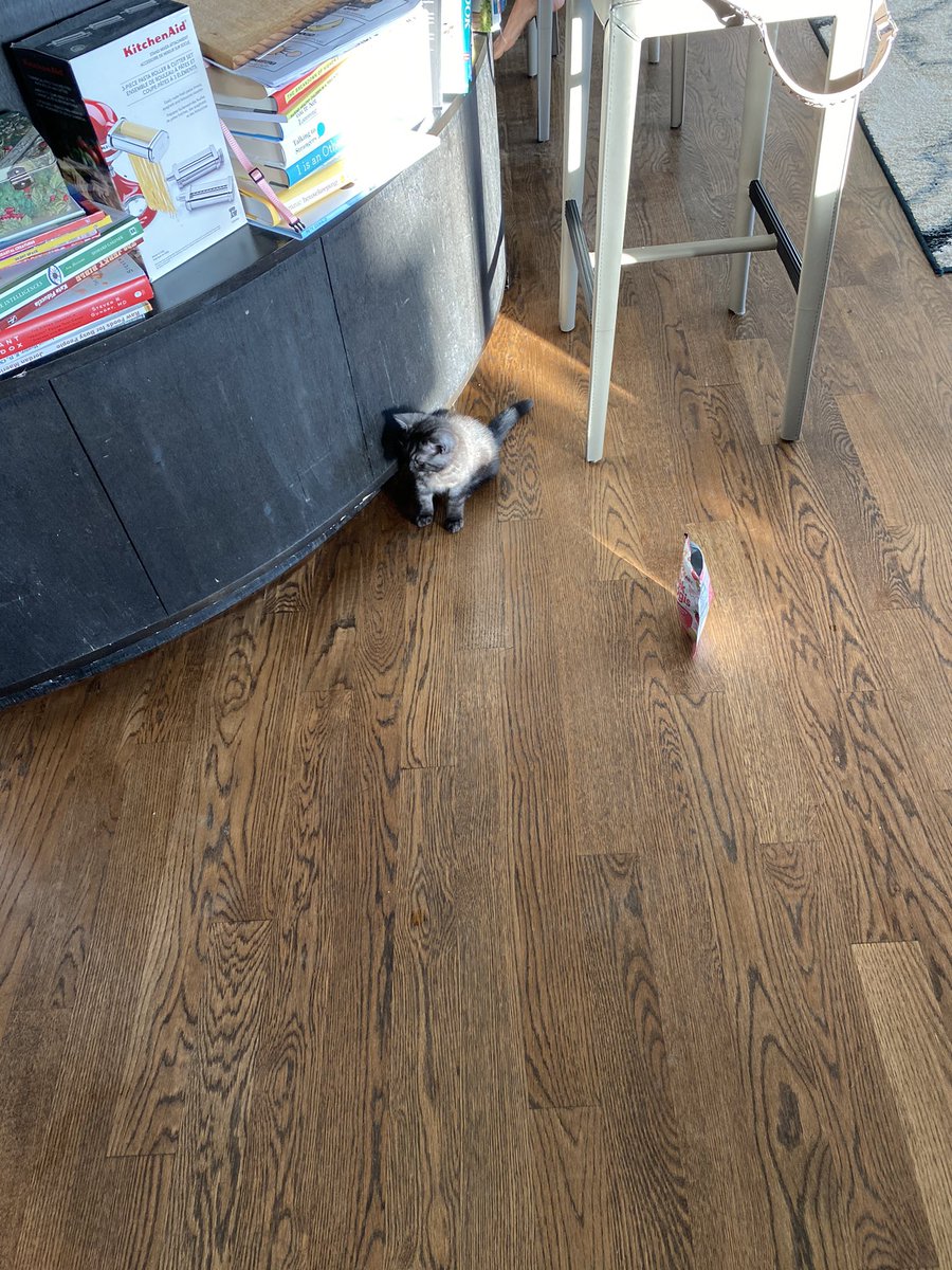 dougboy69's tweet photo. New cat 😎😎😎 https://t.co/qVPKKEJmeO