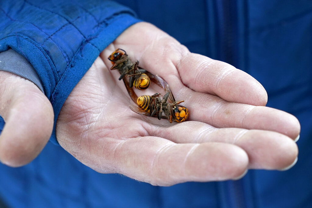 SentinelGlobe's tweet image. Destruction of murder hornets nest doesn't end threat - Sentinel Colorado ow.ly/GUj450CmhSC

#MurderHornets #Bees #WashingtonState #Environment

#NoPaywallHere