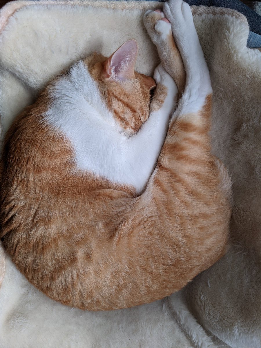 アンモナイト猫