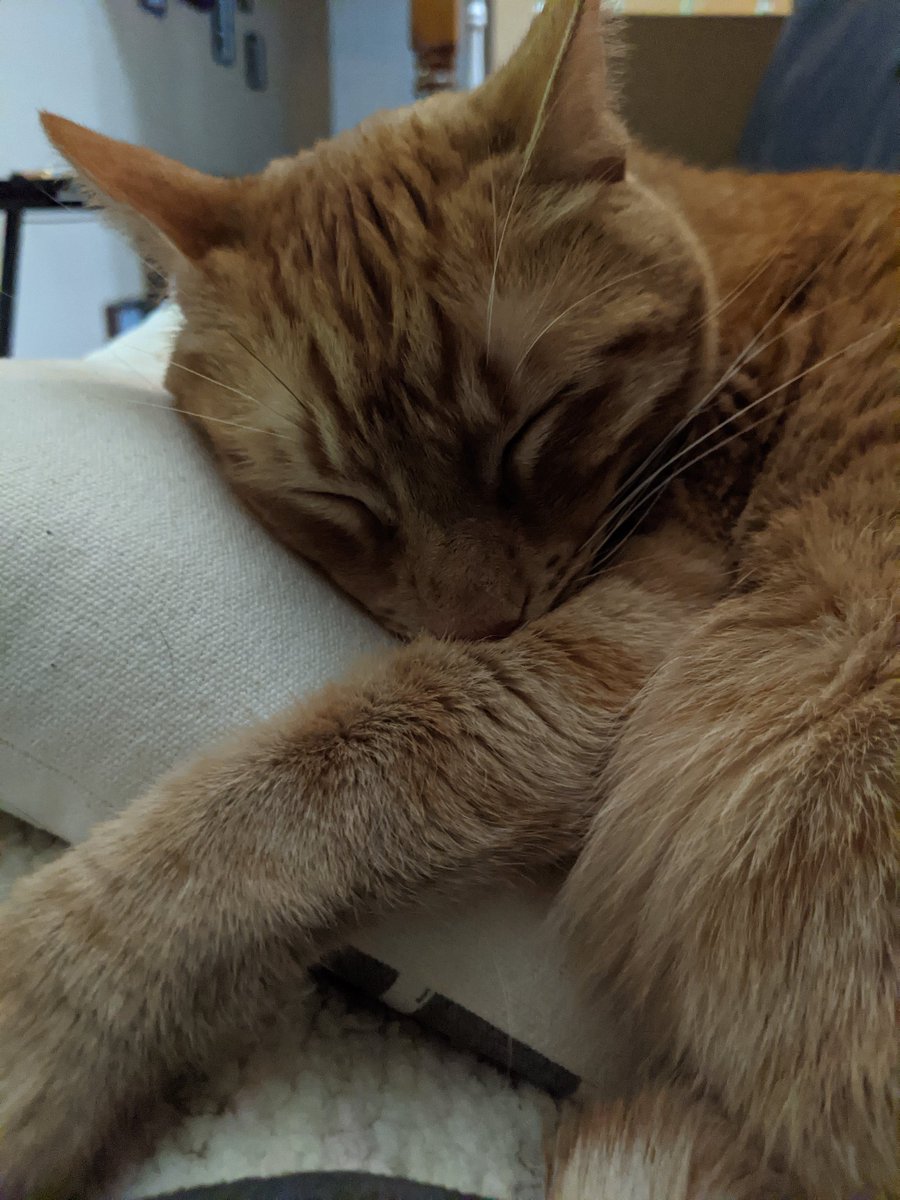 RachelSandidge's tweet photo. This face just melts my heart. Been my little shadow day so he's tuckered out from all the sitting in my lap. https://t.co/HaTZi3RWQ2