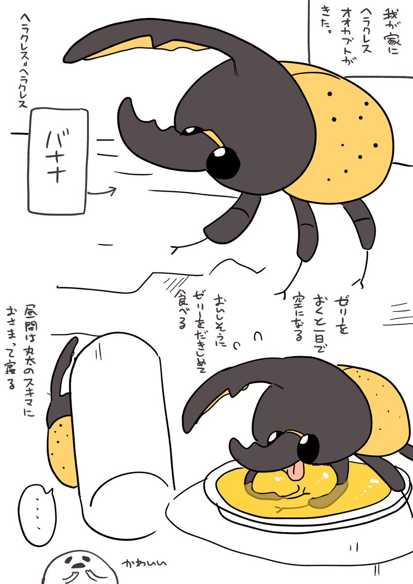 ヘラクレスオオカブトの話です。? 